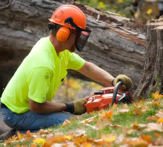 tree services Sterling Heights